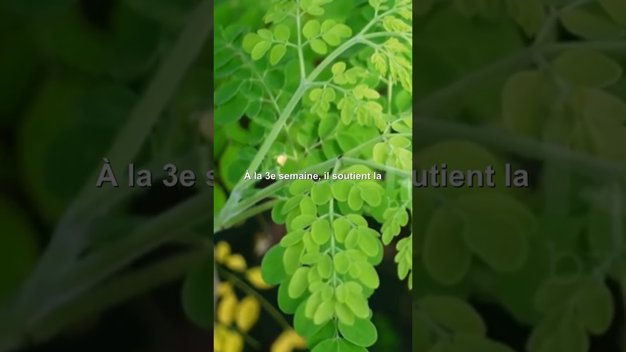 Mangez du moringa pendant 30 jours et découvrez ses bienfaits #moringa