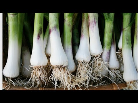 🔴 MEILLEUR CONSEIL POUR NETTOYER ET CONSERVER LES POIREAUX