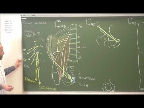 MI 10 : Plexus lombaire [Lombal plexus]