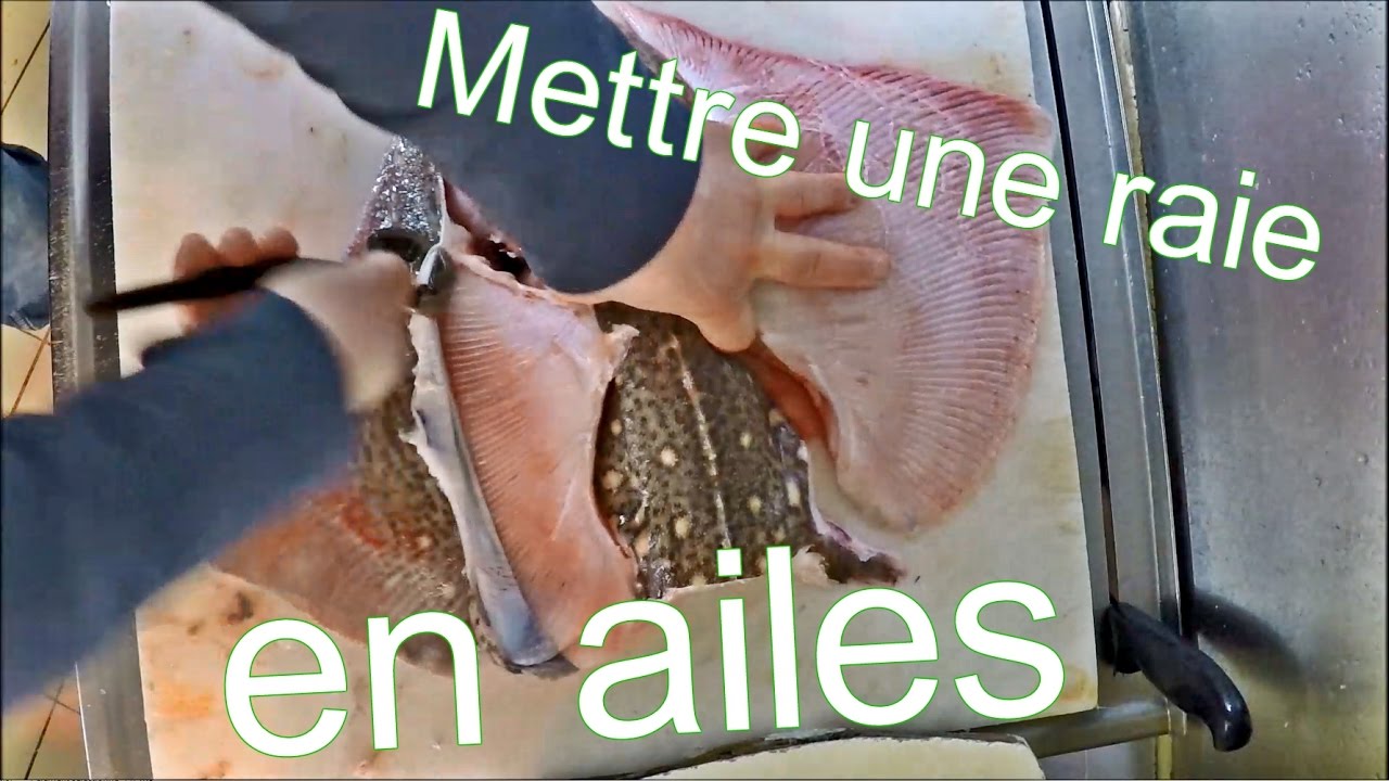Raie ; Mettre en Ailes ; How To prepare Skate Wings ; Prêt à cuire ; Raja clavata ; raie bouclée