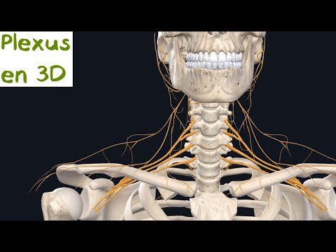 Description des Plexus en 3D (Naturosoutien)