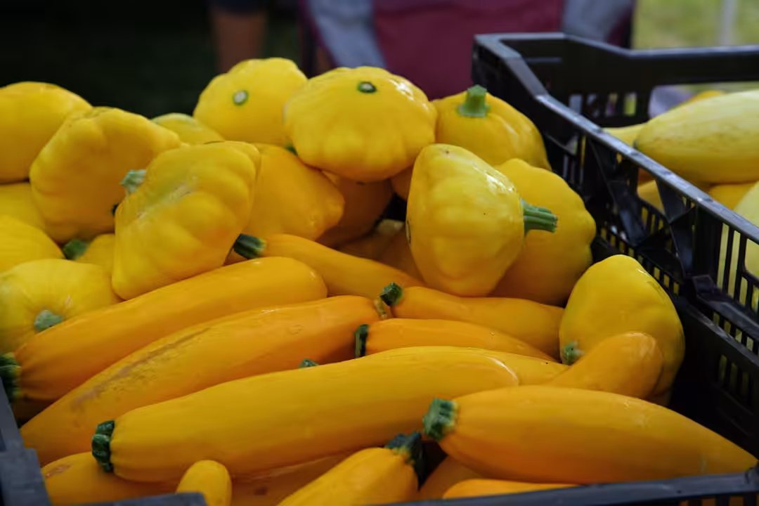 Courgettes d’été : découvrez les 5 recettes faciles et gourmandes de Marmiton à tester sans tarder cette saison